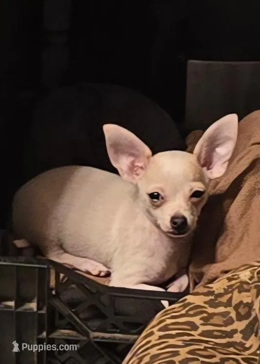 BOBBY – Chihuahua puppy for sale in Springfield, OH