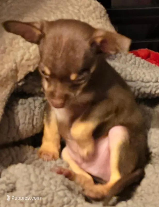 Cocoa – Chihuahua puppy for sale in Springfield, OH