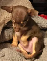 Cocoa, a male Chihuahua for sale in Springfield, OH – 1 of 2
