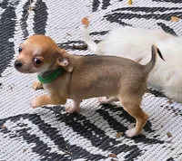 Tiny, a male Chihuahua for sale in Springfield, OH – Photo 4 of 7