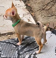 Tiny, a male Chihuahua for sale in Springfield, OH – Photo 1 of 7