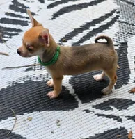 Tiny, a male Chihuahua for sale in Springfield, OH – Photo 6 of 7