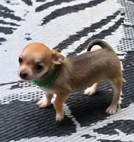 Tiny, a male Chihuahua for sale in Springfield, OH – Photo 5 of 7