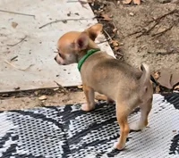 Tiny, a male Chihuahua for sale in Springfield, OH – Photo 3 of 7