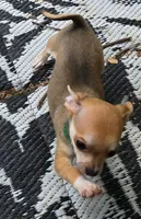 Tiny, a male Chihuahua for sale in Springfield, OH – Photo 7 of 7