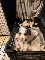 SADIE, a female Yorkipoo for sale in Springfield, OH – 2 of 2