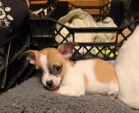 BRONCO, a male Chihuahua for sale in Springfield, OH – Photo 4 of 4