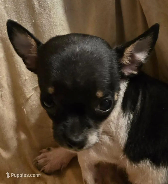 tini – Chihuahua puppy for sale in Springfield, OH