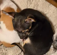 Pepper, a male Chihuahua for sale in Springfield, OH – Photo 3 of 3