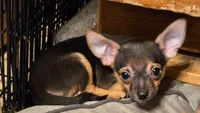 Pepper, a male Chihuahua for sale in Springfield, OH – Photo 1 of 3