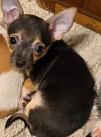 Pepper, a male Chihuahua for sale in Springfield, OH – Photo 2 of 3