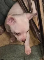 FRANKIE, a male Chihuahua for sale in Springfield, OH – 2 of 4