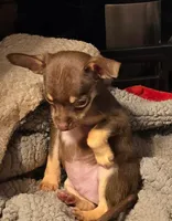 Cocoa, a male Chihuahua for sale in Springfield, OH – 2 of 2