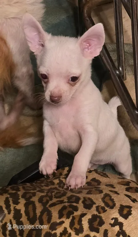 FRANKIE – Chihuahua puppy for sale in Springfield, OH