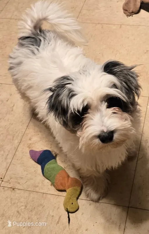 Bella – Yorkipoo puppy for sale in Springfield, OH