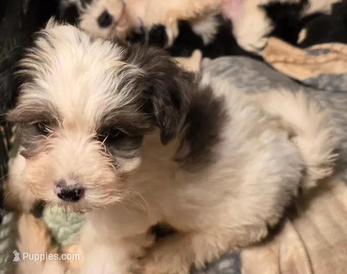 SADIE – Yorkipoo puppy for sale in Springfield, OH