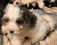 SADIE, a female Yorkipoo for sale in Springfield, OH – 1 of 2