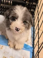 GRAYGORY, a male Yorkipoo for sale in Springfield, OH – 1 of 2