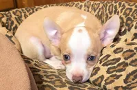 Sunny, a male Chihuahua for sale in Springfield, OH – 2 of 2