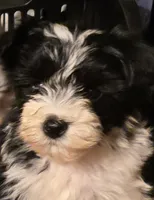 LEVI, a male Yorkipoo for sale in Springfield, OH – 2 of 2