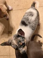 Barker, a male Chihuahua for sale in Springfield, OH – 5 of 6