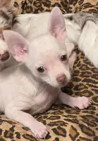 BILLY, a male Chihuahua for sale in Springfield, OH – 2 of 3