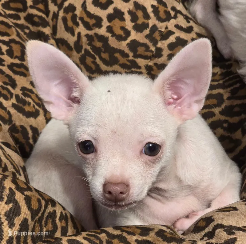 BILLY – Chihuahua puppy for sale in Springfield, OH