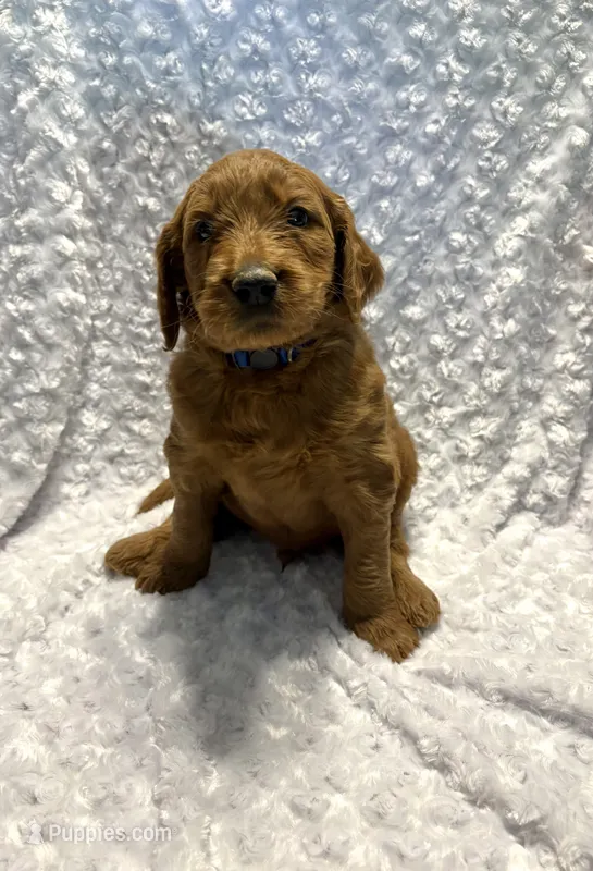 Blue Collar  – Goldendoodle puppy for sale in Wilmington, OH