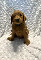 Blue Collar , a male Goldendoodle for sale in Wilmington, OH – 1 of 2