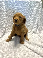 Teal Collar , a male Goldendoodle for sale in Wilmington, OH – 2 of 2