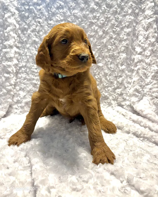 Teal Collar  – Goldendoodle puppy for sale in Wilmington, OH