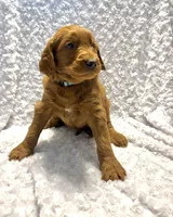 Teal Collar , a male Goldendoodle for sale in Wilmington, OH – 1 of 2