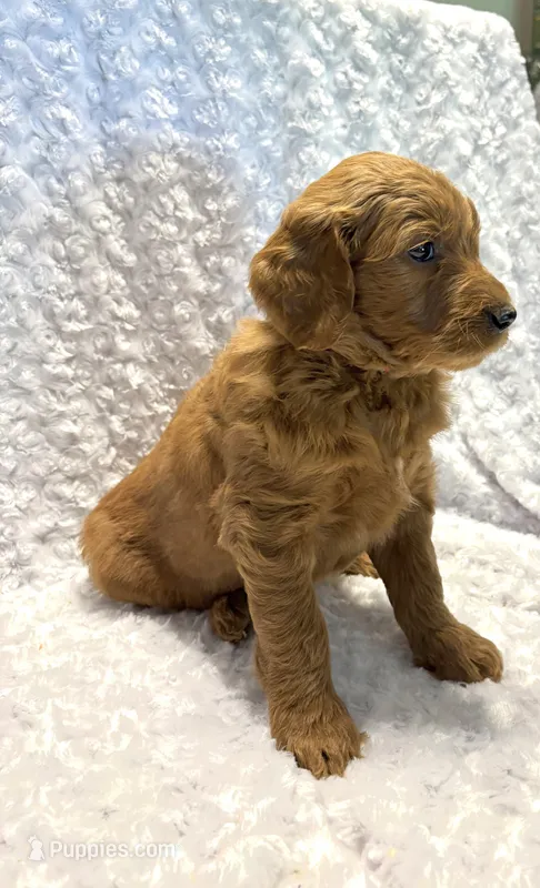 Red Collar  – Goldendoodle puppy for sale in Wilmington, OH