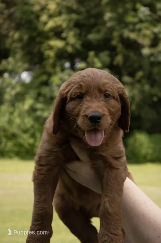 Teal Collar  – Goldendoodle puppy for sale in Wilmington, OH