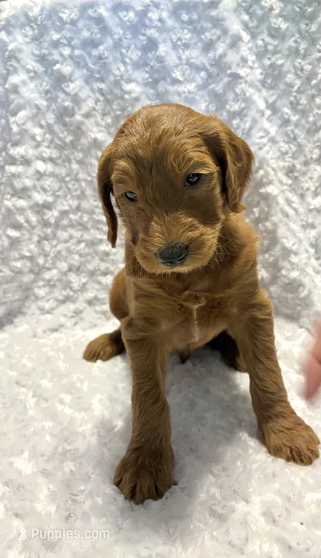 Black Collar  – Goldendoodle puppy for sale in Wilmington, OH