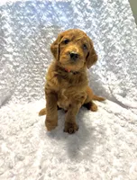 Red Collar , a male Goldendoodle for sale in Wilmington, OH – 2 of 2