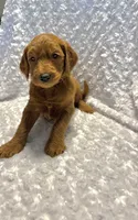 Black Collar , a male Goldendoodle for sale in Wilmington, OH – 2 of 2
