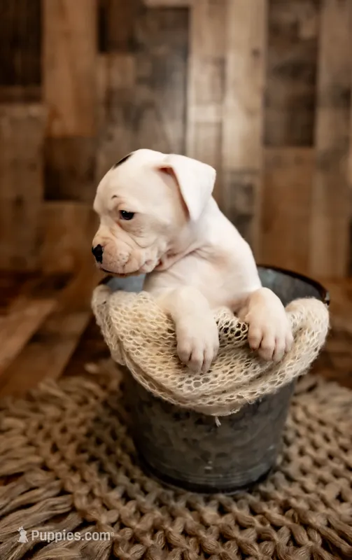 Butterfly – Boxer puppy for sale in Richlands, NC