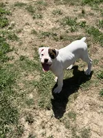 Snow, a female Boxer for sale in Richlands, NC – 8 of 8