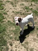 Snow, a female Boxer for sale in Richlands, NC – 7 of 8