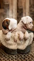 Snow, a female Boxer for sale in Richlands, NC – 2 of 8