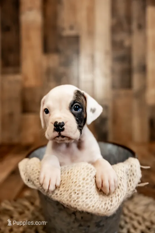 Spot – Boxer puppy for sale in Richlands, NC