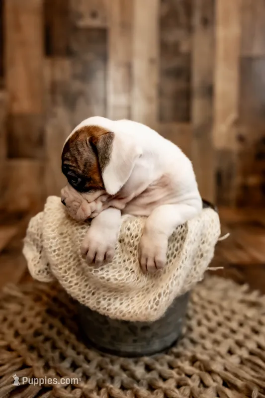 Snow – Boxer puppy for sale in Richlands, NC