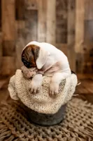 Snow, a female Boxer for sale in Richlands, NC – 1 of 8