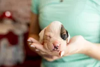 Snow, a female Boxer for sale in Richlands, NC – 5 of 8
