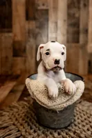 Butterfly, a female Boxer for sale in Richlands, NC – 3 of 5