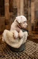 Snow, a female Boxer for sale in Richlands, NC – 3 of 8