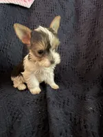 Girl 1, a female Yorkshire Terrier for sale in Bryson City, NC – 1 of 2