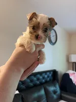 Boy 1, a male Yorkshire Terrier for sale in Bryson City, NC – 3 of 3