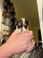 Girl 1, a female Yorkshire Terrier for sale in Bryson City, NC – 2 of 2